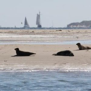 Boot mieten in den Niederlanden